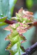 21st Feb 2022 - Macro: Begonia leaf