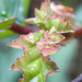 Macro: Begonia leaf by jeneurell
