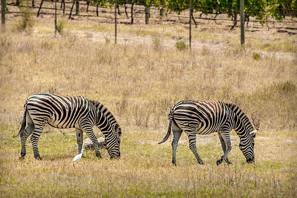 They  were also roaming around by ludwigsdiana