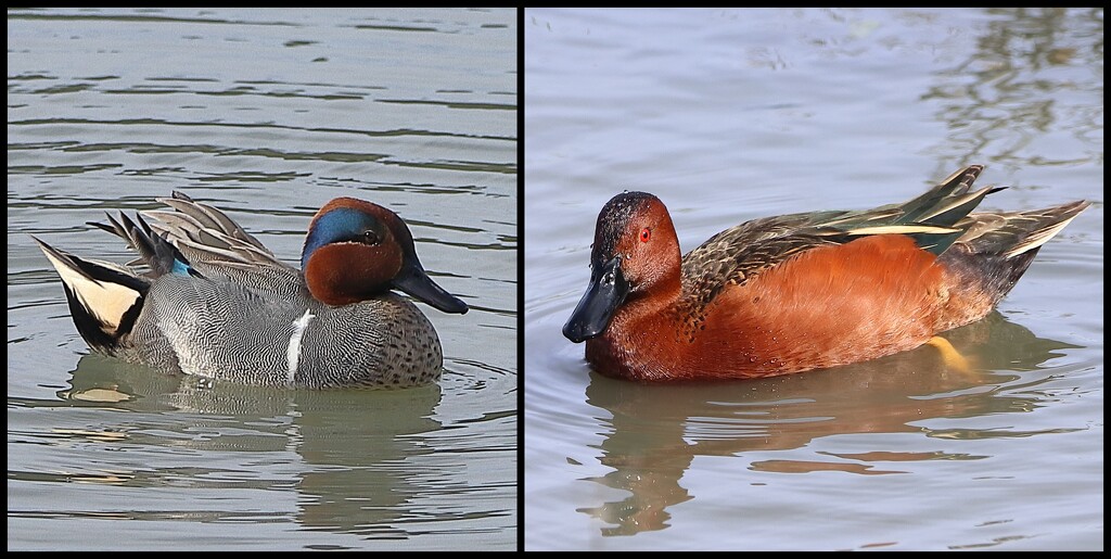 New Duck Finds - A Green Winged Teal & A Cinnamon Teal by markandlinda