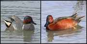 20th Feb 2022 - New Duck Finds - A Green Winged Teal & A Cinnamon Teal