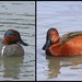 New Duck Finds - A Green Winged Teal & A Cinnamon Teal