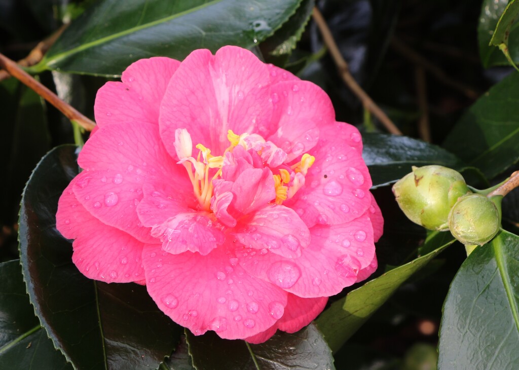 Camelia.... by anne2013