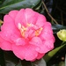 Camelia.... by anne2013