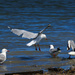 Seagulls are fun to photograph by suez1e