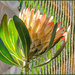Twirled Protea by ludwigsdiana