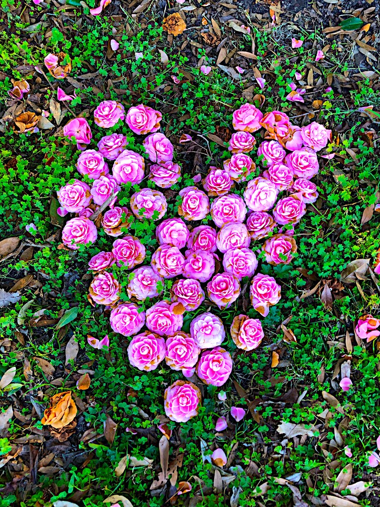 Camellia heart by congaree