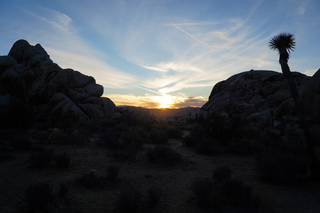Sunset at Joshua Tree National Park by acolyte