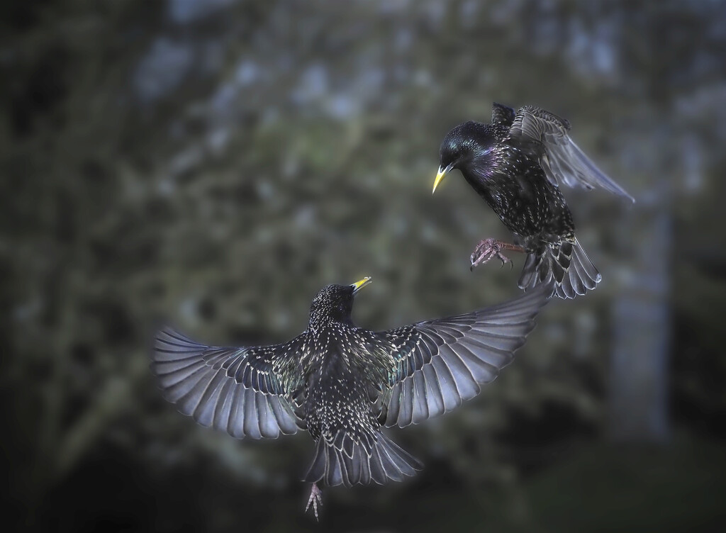 Fighting starlings 02 by jon_lip