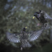 Fighting starlings 02 by jon_lip