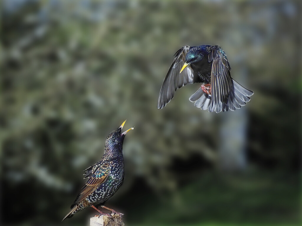 Fighting starlings 01 by jon_lip