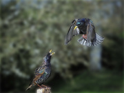 21st Feb 2022 - Fighting starlings 01