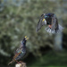 Fighting starlings 01 by jon_lip