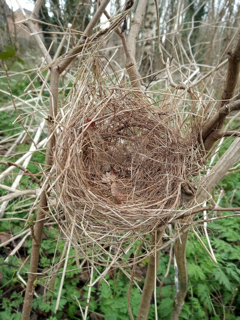 Winter .fallen nest by 365projectorgjoworboys