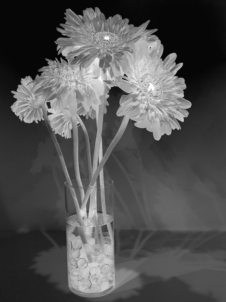 Bouquet by shutterbug49