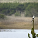 Northern Shrike  by jgpittenger