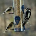 Downy Woodpecker by tunia