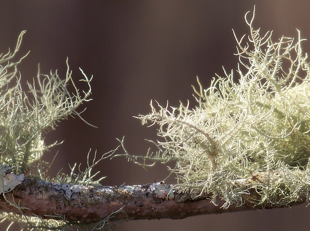 Lovely lichens... by marlboromaam