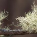 Lovely lichens... by marlboromaam