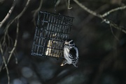 1st Feb 2022 - Day 32: Downy Woodpecker