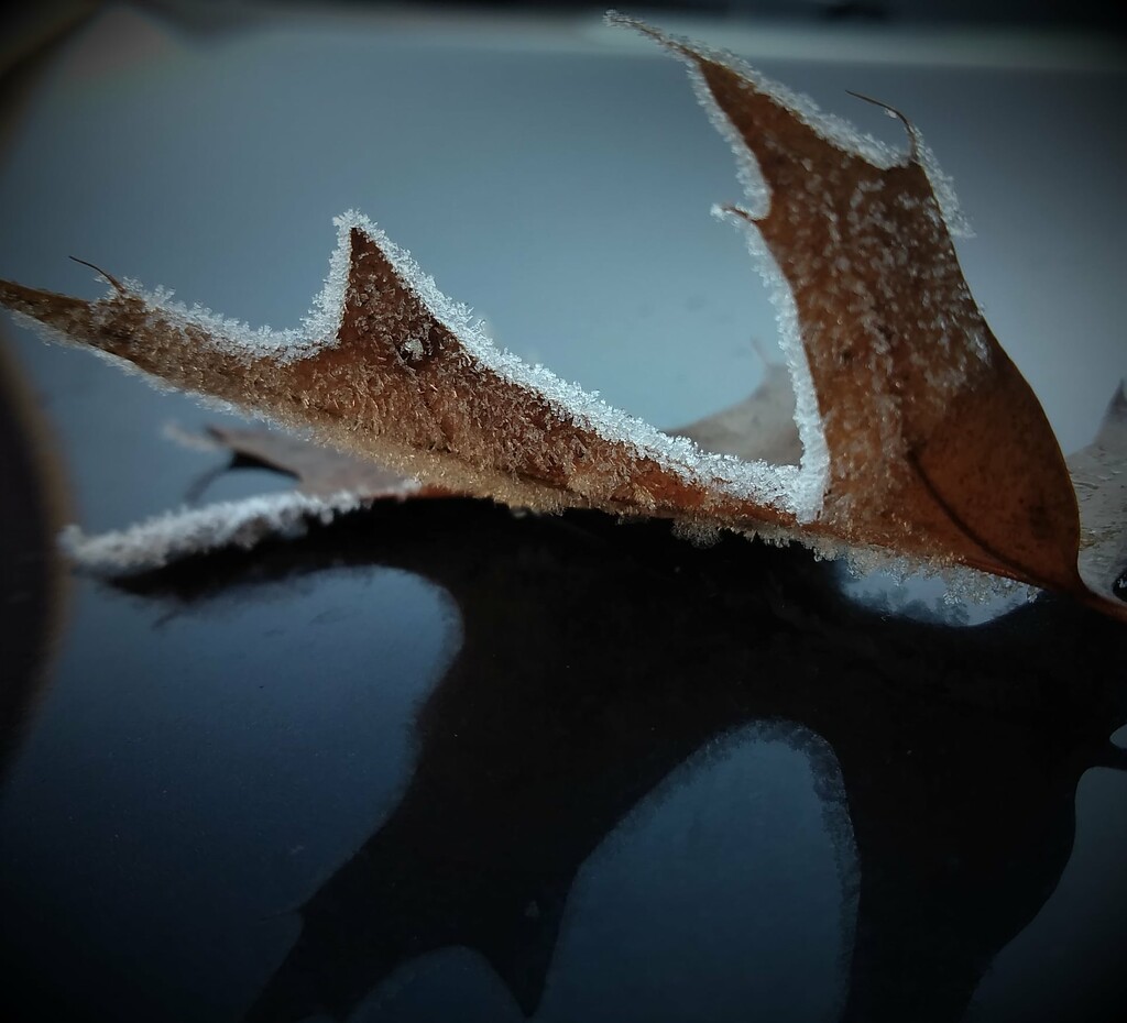 Day 40: Frosted Leaf  by jeanniec57