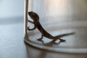 22nd Feb 2022 - Tiny Gekko in an old glass