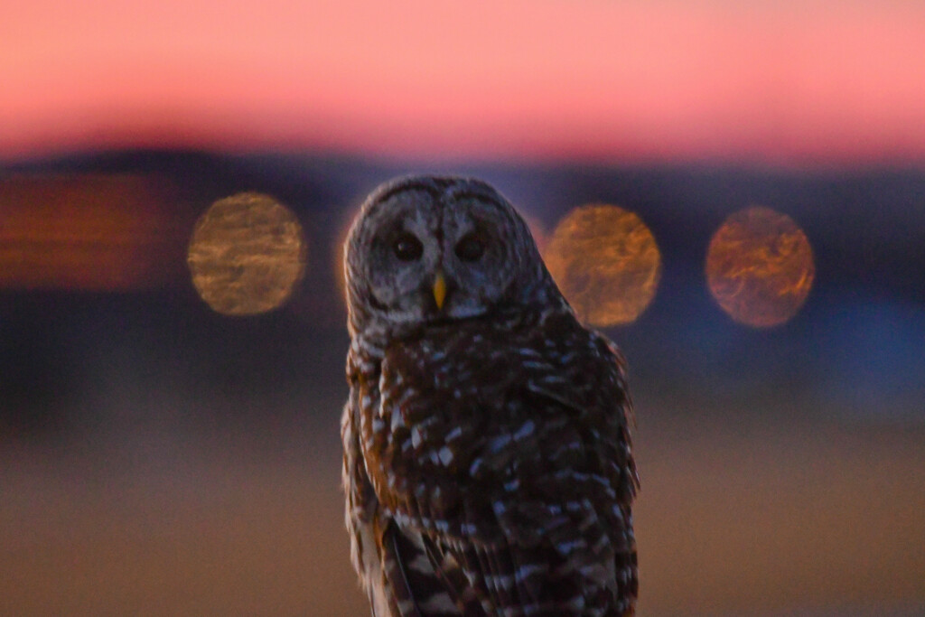 Barred Owl and City Lights by kareenking