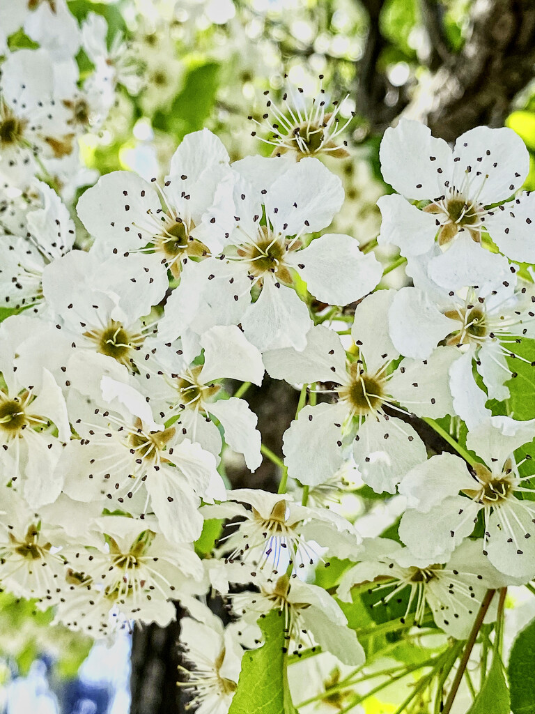 Tree Blossoms  by joysfocus