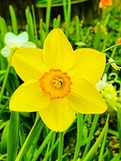 22nd Feb 2022 - Daffodil 