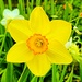 Daffodil  by joysfocus