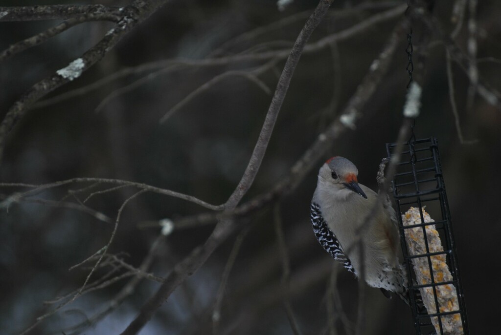 Day 41: Red-bellied Woodpecker by jeanniec57