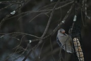 10th Feb 2022 - Day 41: Red-bellied Woodpecker