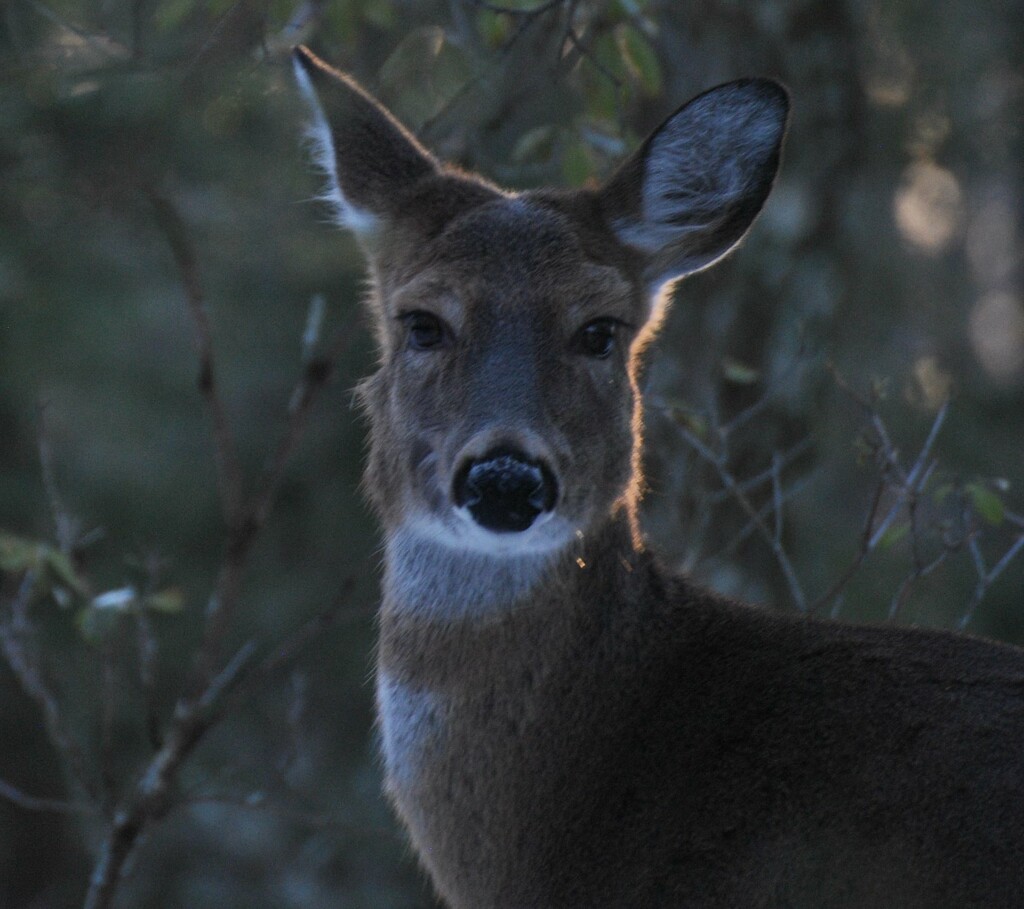 Day 44: Backlit Deer by jeanniec57