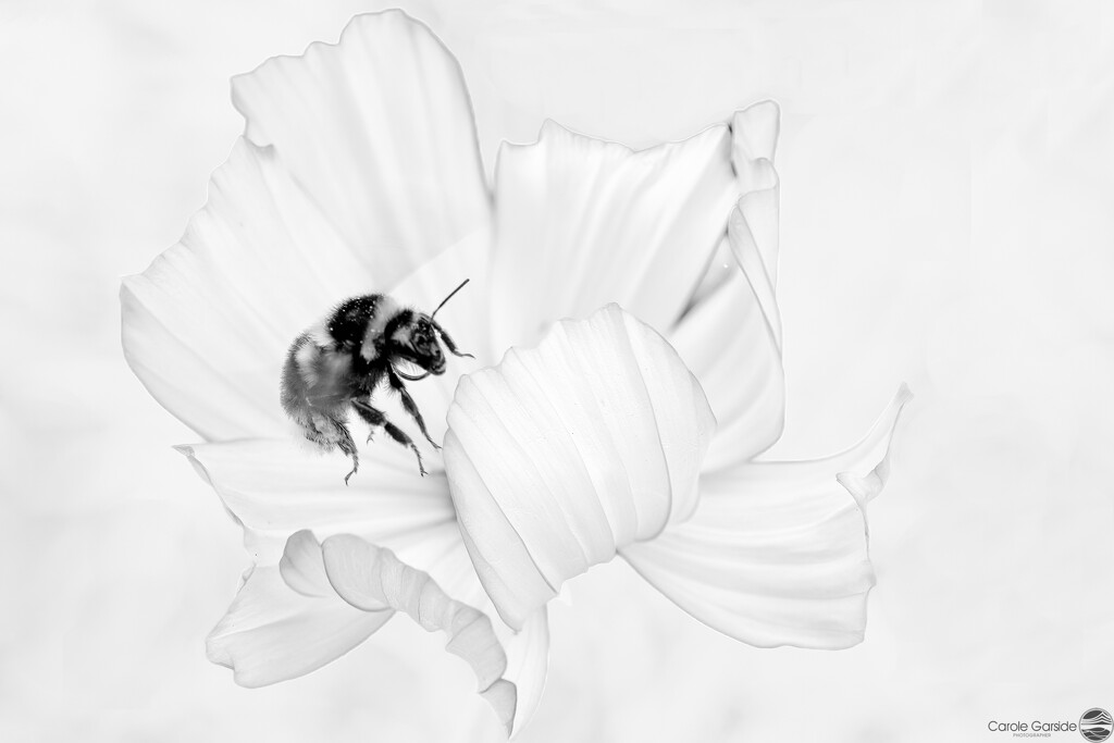 High Key Bumble Bee by yorkshirekiwi