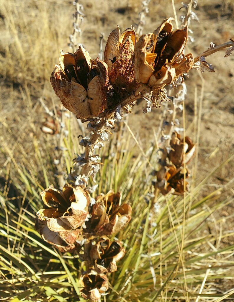 Dried Yucca Flowers  by harbie