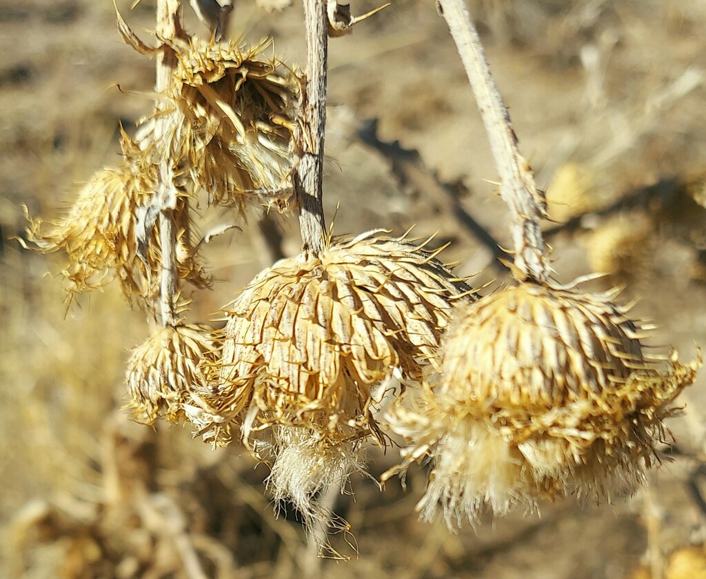 Dried Thistle Flowers by harbie