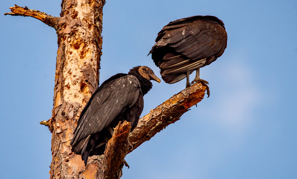 Vultures Hanging Out! by rickster549