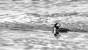 18th Feb 2022 - Hooded Merganser Catches Breakfast