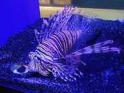 12th Feb 2022 - Lion (Fish) on the cold wet tank.