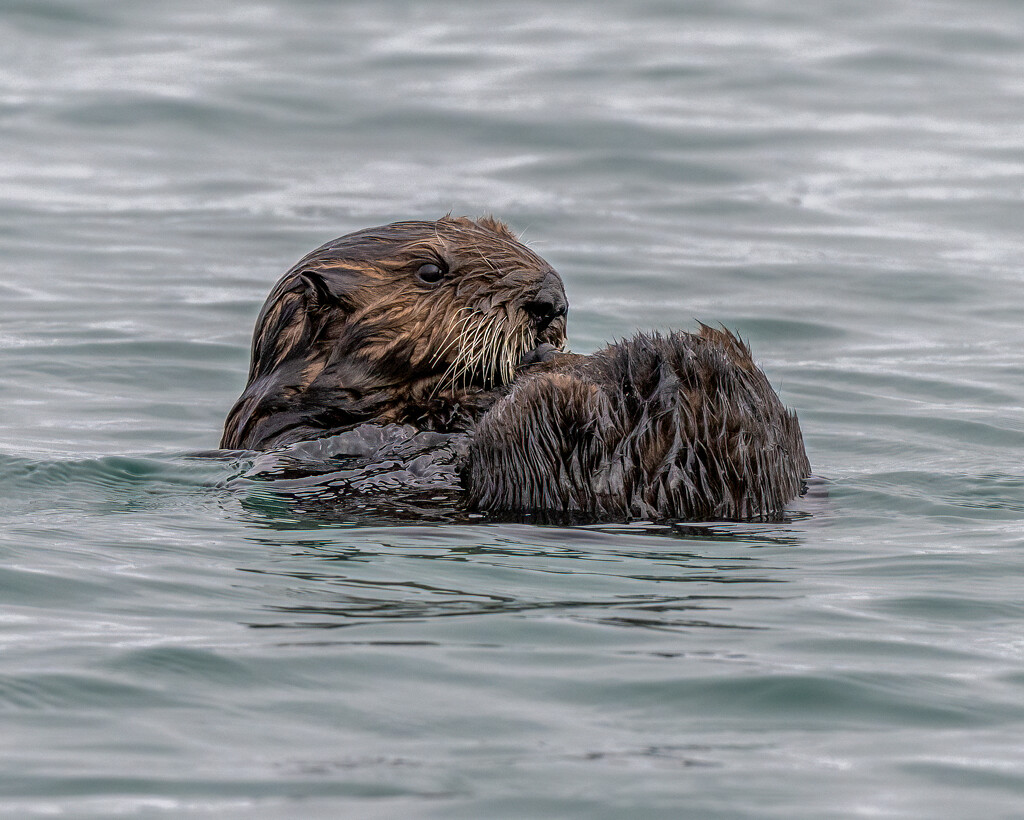 Sea Otter  by nicoleweg