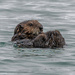 Sea Otter  by nicoleweg