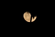 21st Feb 2022 - Moonrise Behind a Palm Tree