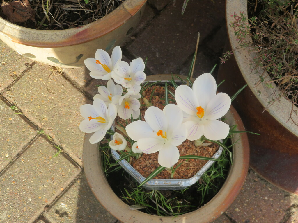 Crocus by the back door by lellie