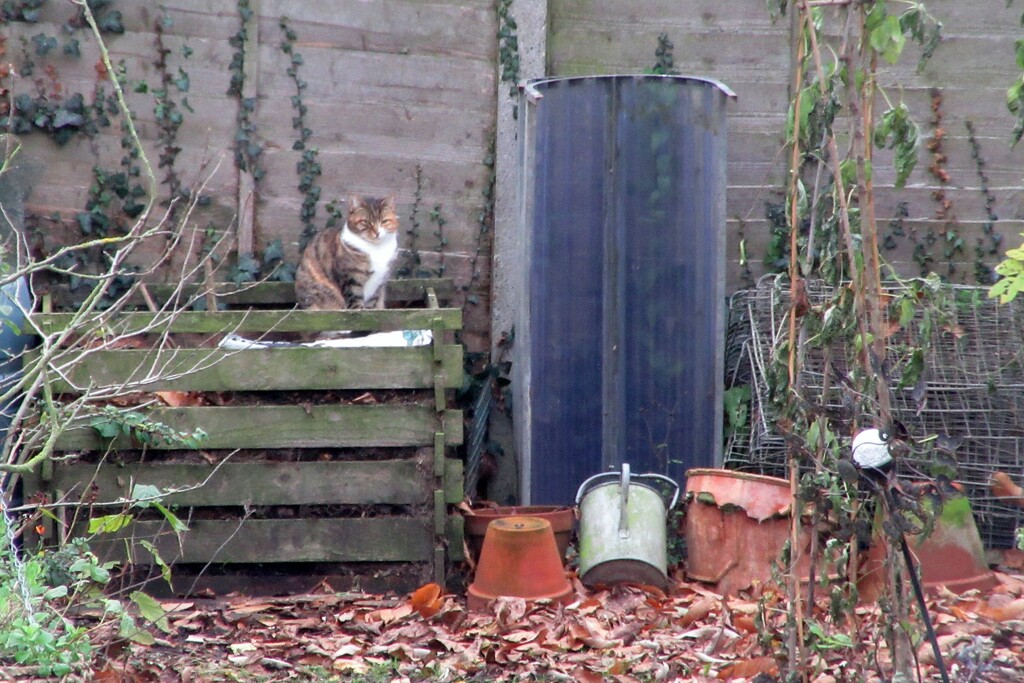 Cat on the compost by lellie