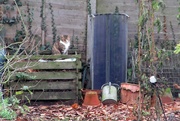 14th Dec 2021 - Cat on the compost