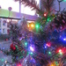 Little Christmas tree by lellie