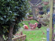 29th Dec 2021 - Hens in the garden