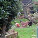 Hens in the garden by lellie