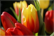 22nd Feb 2022 - spring bunch: two colours for Twosday