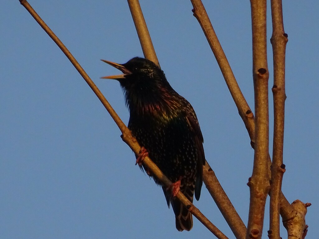 Starling, a song at day's end by marianj